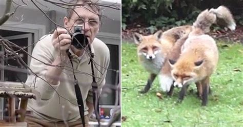 Worried Pensioner Rang Police Because Foxes Were Having Abnormally