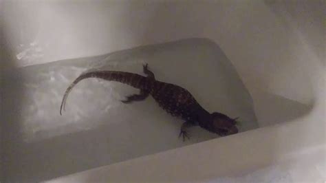 Savannah Monitor Bath Time Youtube