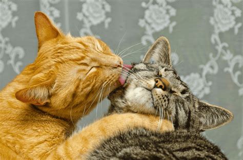 Why Do Cats Groom Each Other The Answer Will Surprise You TheCatSite