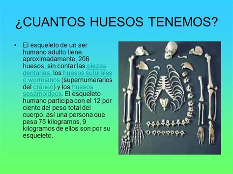 Aprenda Anatomía Del Esqueleto Reseña General Del 55 Off