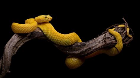 Black Background Simple Snake Animals Reptile Yellow Branch