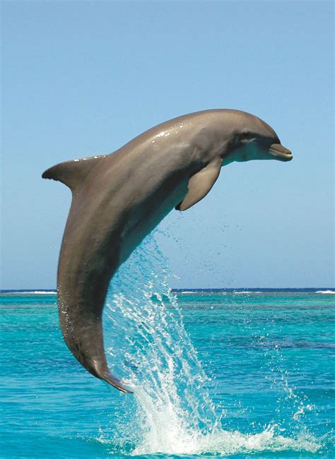 Bottlenose Dolphin Jumps Off The Waters Of Marco Island And Naples