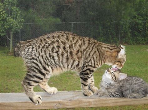Highland Lynx Rare And Exotic Feline Registry