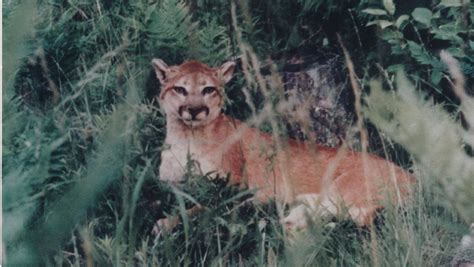 Outdoors Reports Of Cougars In Lower Peninsula Are Nothing New