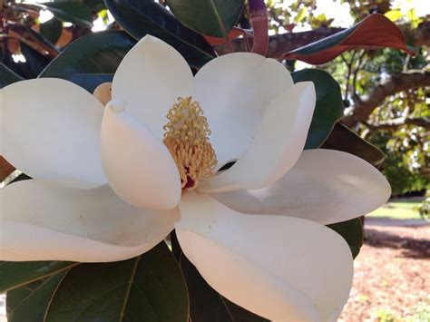 Not only is mississippi's state flower the magnolia flower, but the magnolia tree where the flower. Mississippi Beauty- Magnolia- State Flower | Mississippi ...