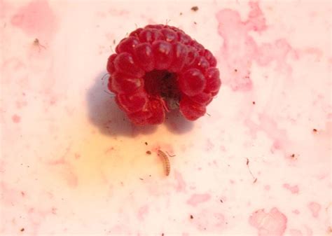 Raspberry Fruit Worm Gardening At Usask College Of Agriculture And