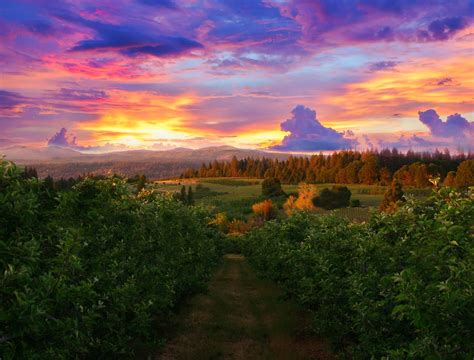 Placerville Apple Orchard Sunset Good Day Sunshine Natural