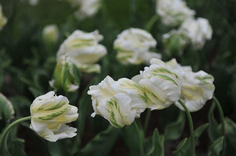 Tulipa White Rebel Parrot — Organic Bulbs