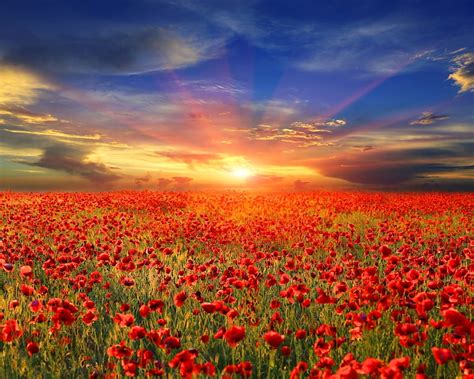 Poppy Field At Sunset Poppies Field Clouds Sky Nature Sunset Hd