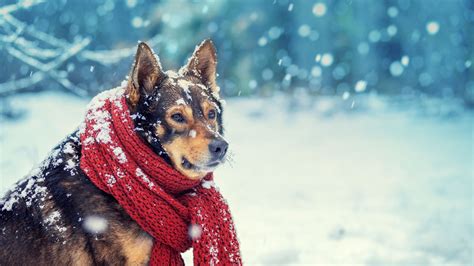 When Its Too Cold To Walk Your Dog Chart Mental Floss