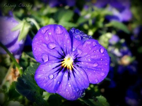 Dew Drops On A Purple Pansy Flower By Kelsey Crosby Nature Photography