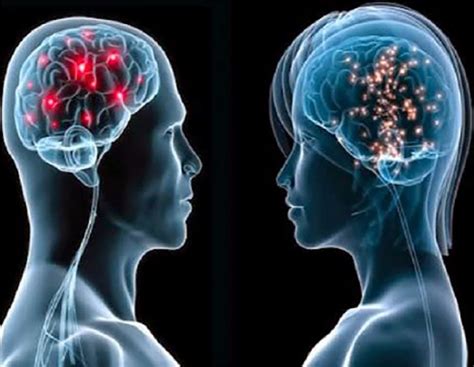 Csd Mx Comprueban Diferencias En Los Cerebros De Mujeres Y Hombres
