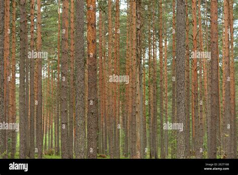 Slender Woodland Trunks Hi Res Stock Photography And Images Alamy