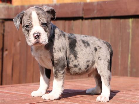 Male alapaha blue blood bulldog puppy for sale. Alapaha Blue Blood Bulldog: Easy-to-Follow Guide