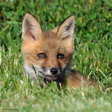 Natural World Through My Camera Red Fox Kits And Vixen