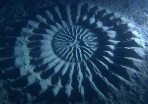 Pufferfish Makes Incredible Undersea Art