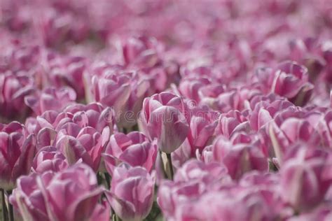 Pink Tulips Plantation Stock Photo Image Of Europe 163969968