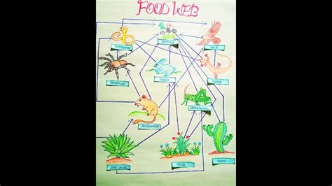 Ll Food Web Drawing For School Project Ll How To Draw Food Web Ll Youtube