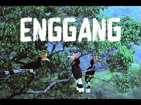 Enggang borneo designed by ziqri7. BURUNG ENGGANG BORNEO / RANGKONG GADING KALIMANTAN - YouTube