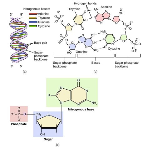 Which pair of nitrogen bases will form a bond in a dna molecule? Amines and Amides | Chemistry for Majors