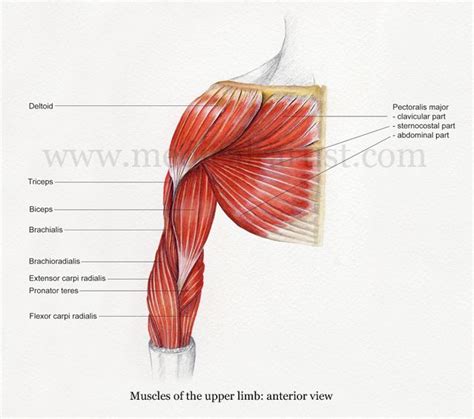 Image Of Upper Muscles Medical Illustrations Of Muscle Anatomy Of The
