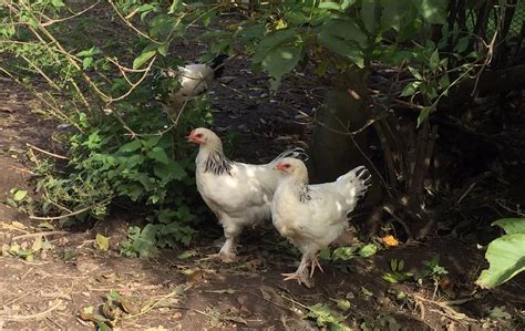 Hüner coşkuner tüm mp3lerini indir hüner coşkuner tüm albümleri hüner coşkuner şarkıları indir ve müziklerini dinle. Hühner im Garten. Was kostet das eigentlich? | zartbitter ...