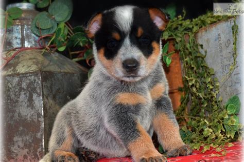 The main issue of using this dog food is that it is expensive. Grace: Australian Cattle Dog/Blue Heeler puppy for sale ...