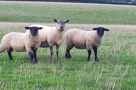 10 Suffolk Cross Breeding Ewes Lambs Sellmylivestock The Online