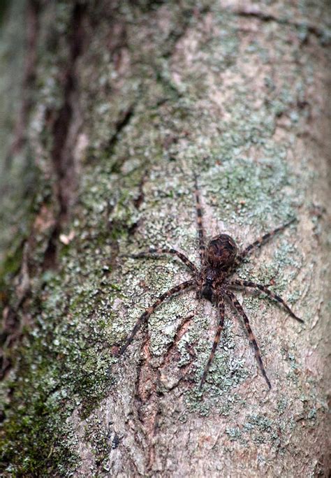 Creepy Spider Photograph By Karol Livote Fine Art America