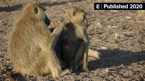 Why Male Baboons Benefit From Female Friends The New York Times