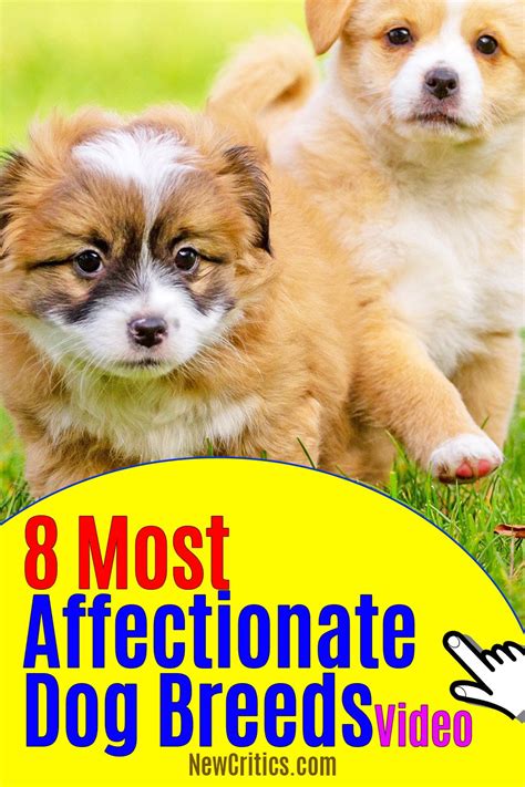 8 Most Affectionate Dog Breeds Dog Breeds Dog Lover Quotes Dog Facts