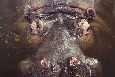 Why Hippo Dung Is The Life Force Of African Rivers Nature World News