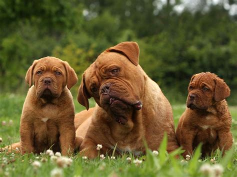 Our top picks lowest price first star rating and price top reviewed. Dogue de Bordeaux | elityavru.com
