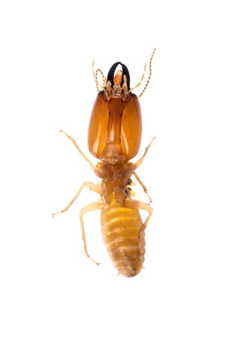 Termite infestation and damage can be devastating to your home, property or business. Termite Control | DIY Termite Treatment Products | Fast, Free Shipping - DoMyOwn.com