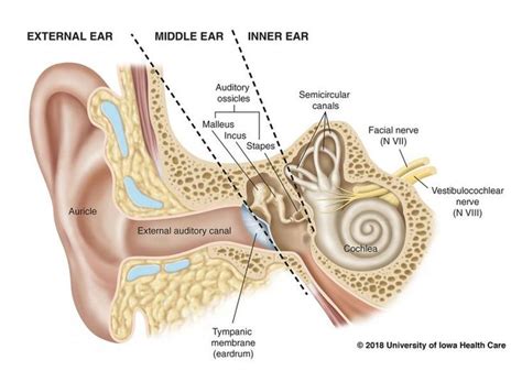 How The Ear Works Hearing Impairment Facial Nerve Fluid In Ears