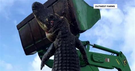 800 Pound Cattle Eating Gator Caught In Florida