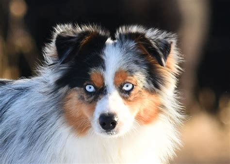 Our puppies are for sale, not adoption. Mini Australian Shepherd Puppies For Sale In Ky | Top Dog ...