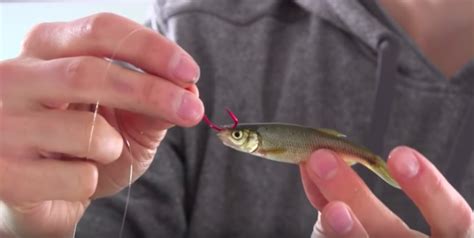 How To Hook A Minnow For Walleye Nomad Unlimited