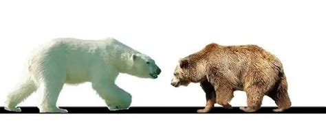 Polar Bear Vs Grizzly Bear Polar Bear Vs Brown Bear Polar Bear Facts
