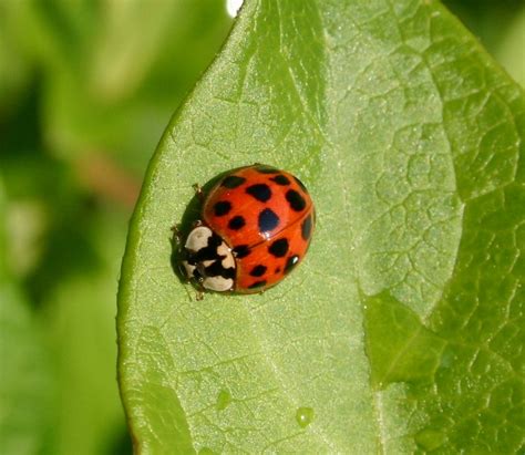 Lady Beetle Lady Bug Identification With Pictures Walter Reeves