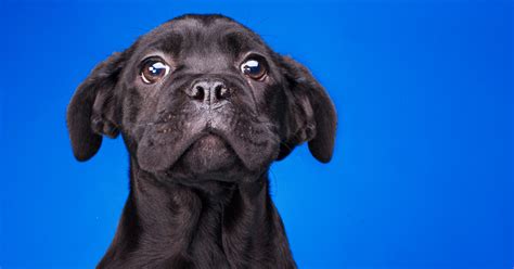 Research Proves Puppy Dog Eyes Were Evolved By Dogs So They Could