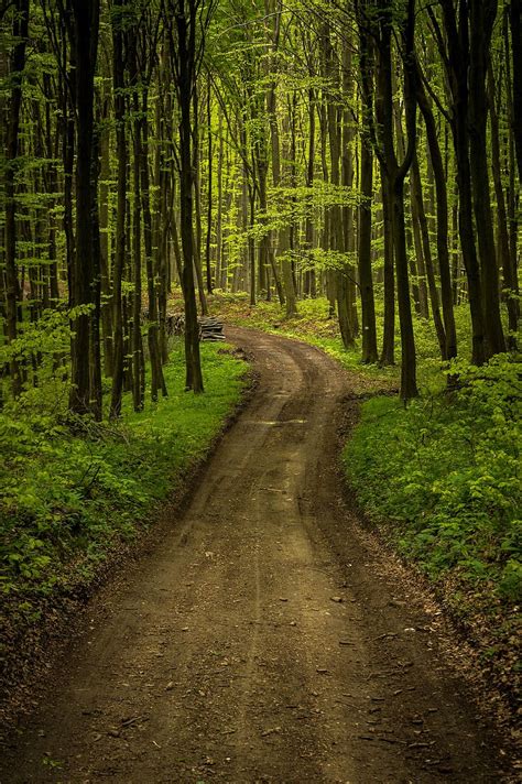 Free Download Forest Road Landscape Nature Outdoor Tree Green