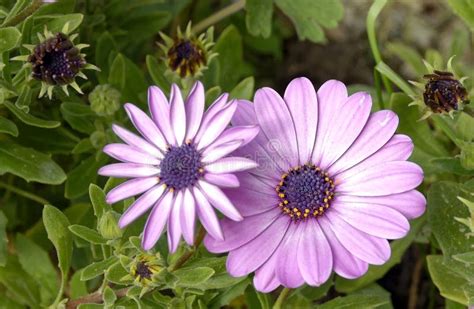 Spring Flowers Of Purple Daisy Type Stock Photo Image Of Head Flora