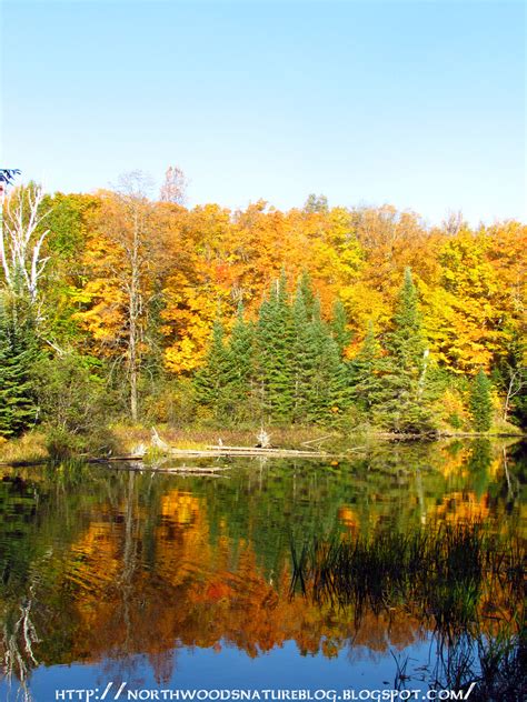 Northwoods Nature Blog Fall Color On The Lake