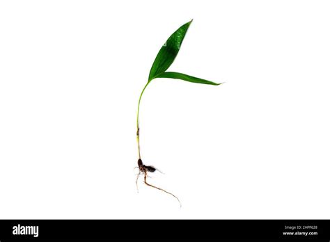 Oil Palm Tree With Roots Isolated On The White Background Stock Photo