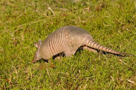 How To Keep Armadillos From Digging In Your Yard My Backyard Life