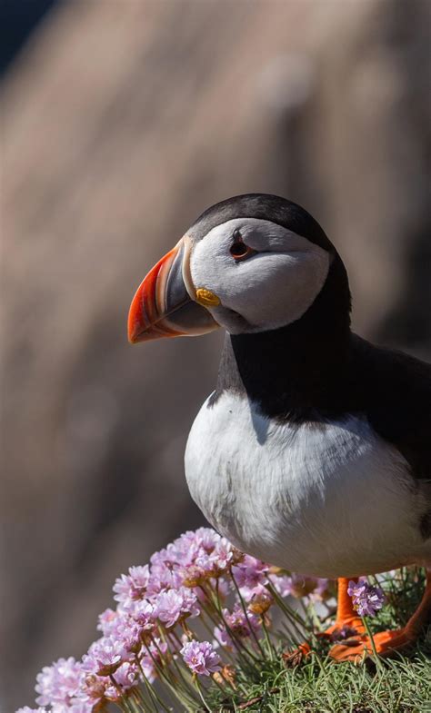 Puffin Wallpapers Top Free Puffin Backgrounds Wallpaperaccess