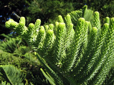 Araucaria Heterophylla Cây Bách Tán ChỢ CÂy TrỒng