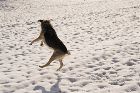 Bildet Sand Snø Vinter Fugl Hvit Hund Dyr Dyreliv Vær årstid
