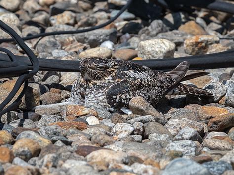 Nighthawk Female Brooding Chick The Nesting Female With H Flickr